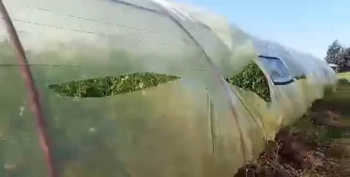 تخريب بيوت بلاستيكية في طرطوس