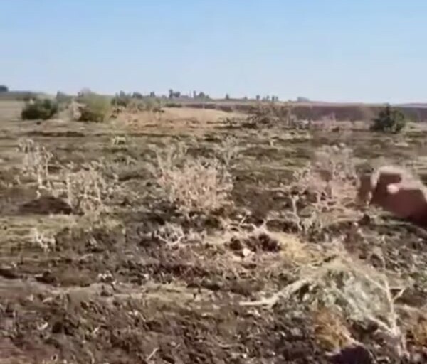 القوات الإسرائيلية تجرف نحو 300 شجرة زيتون في ريف القنيطرة