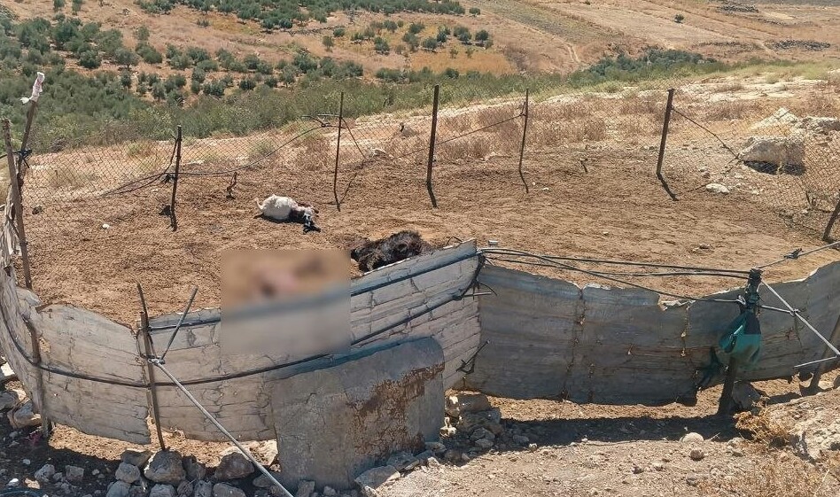 نفوق نحو 15 رأساً من الماعز جراء قصف إسرائيلي غربي عابدين بريف درعا